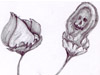 aks.sketches.deathonaflowerbed.jpg